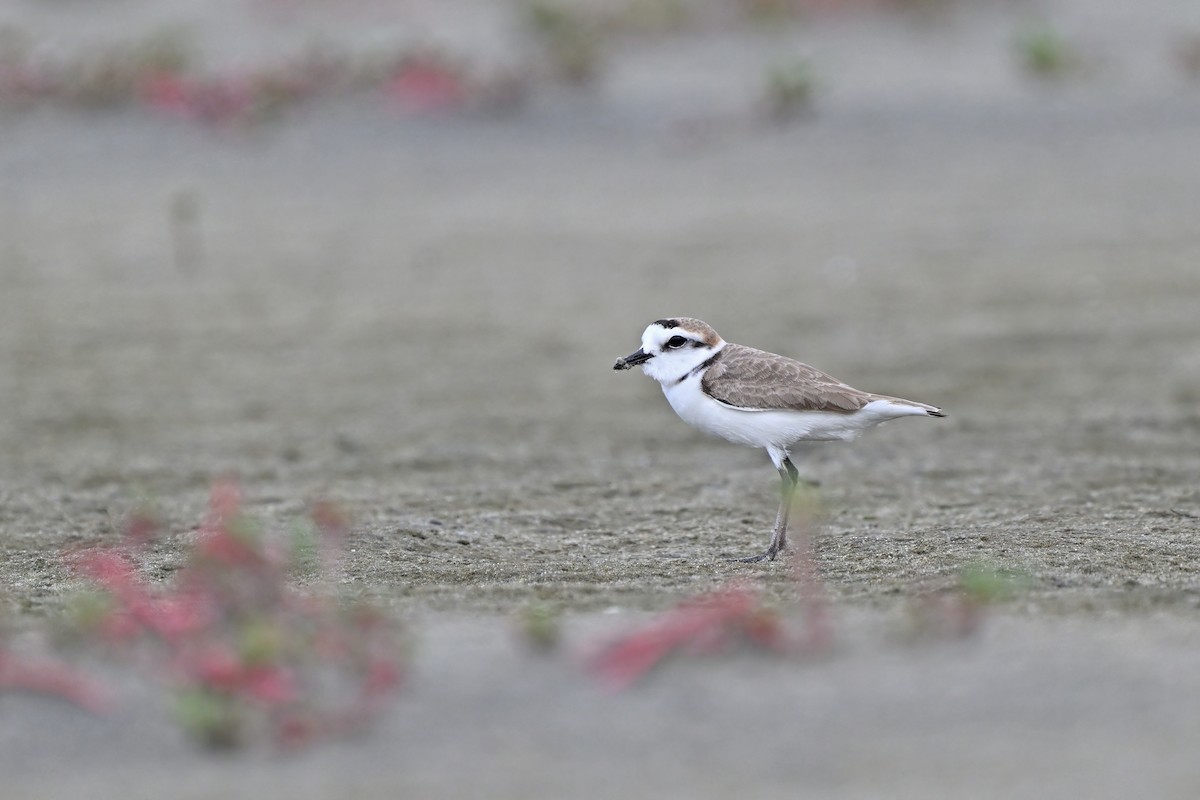 Kentish Plover (Hanuman) - ML632079348