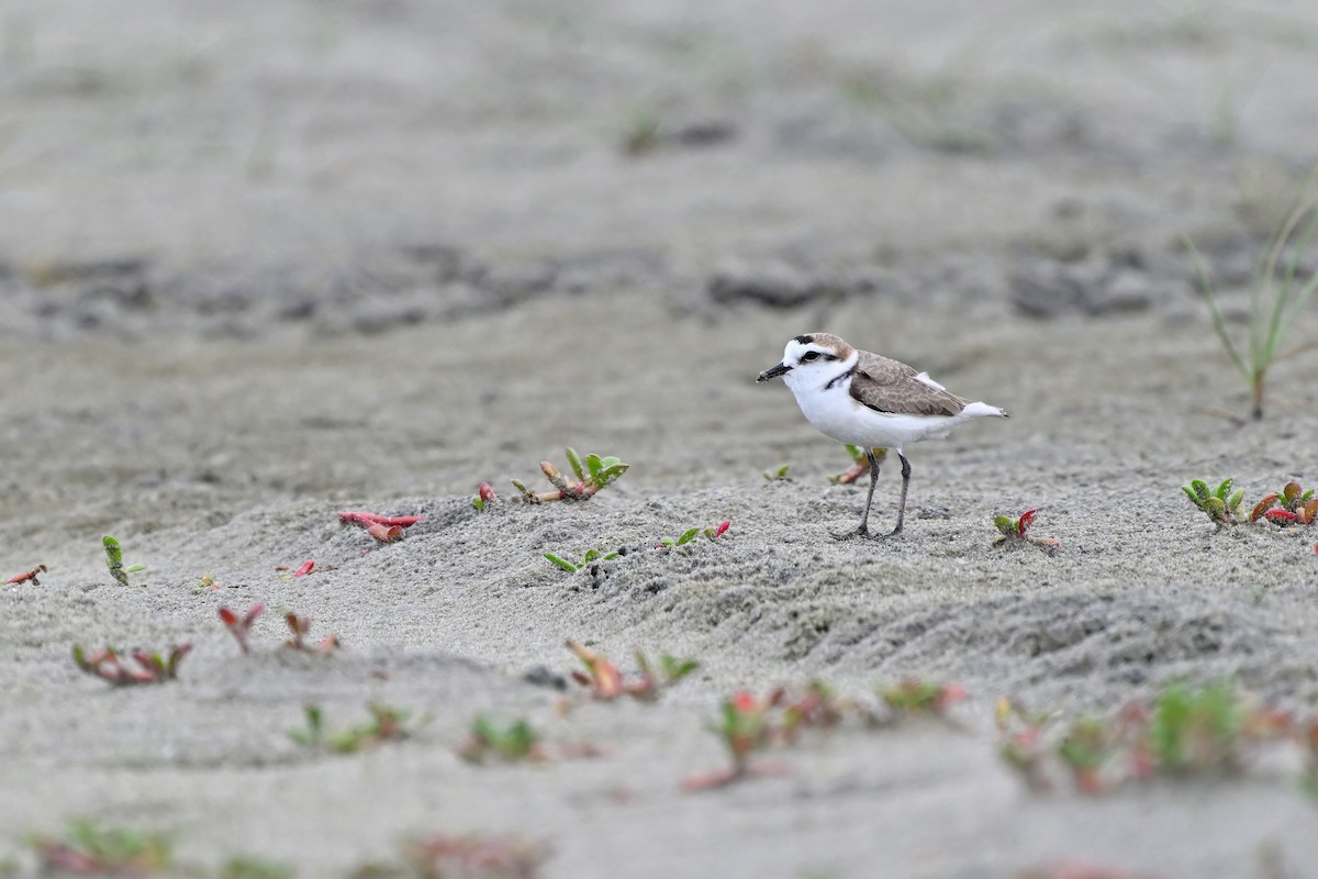 Kentish Plover (Hanuman) - ML632079349