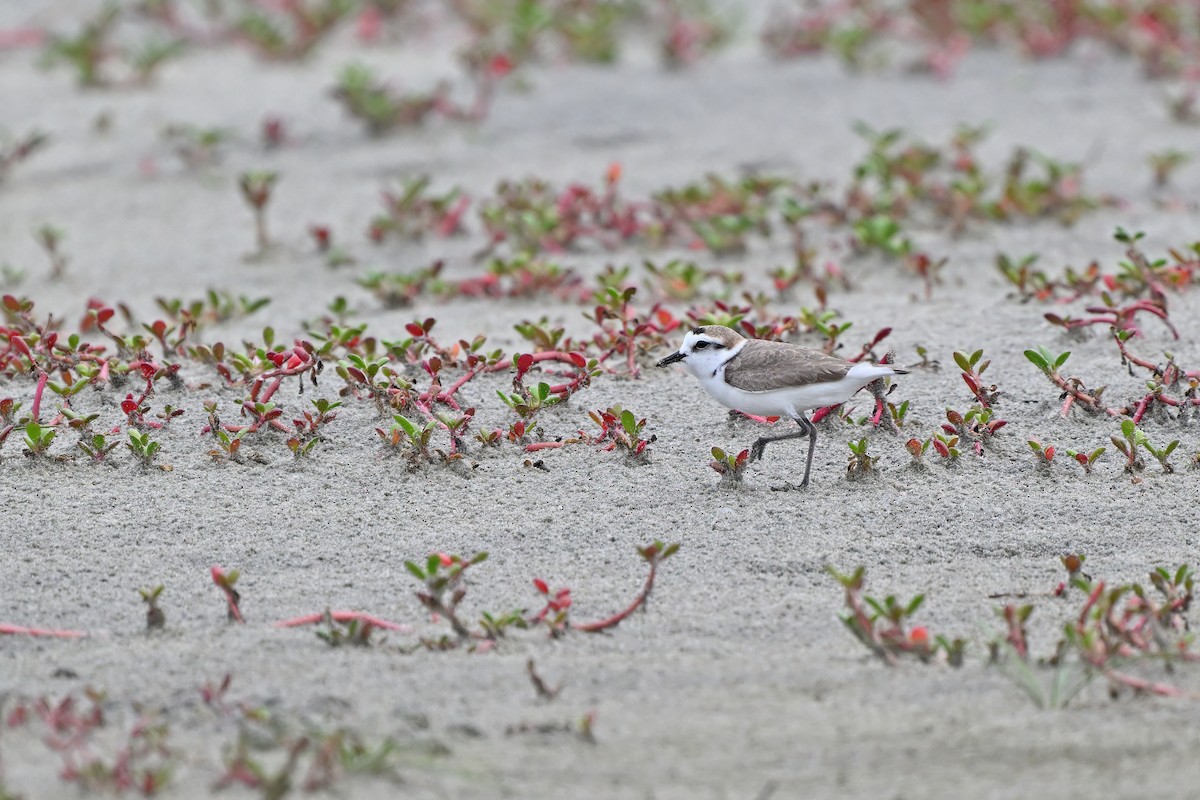 Kentish Plover (Hanuman) - ML632079350