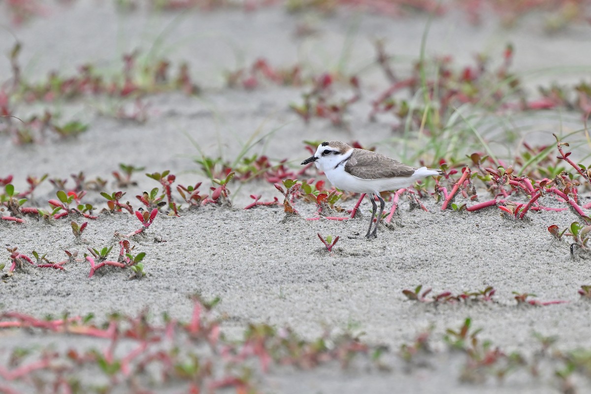 Kentish Plover (Hanuman) - ML632079352