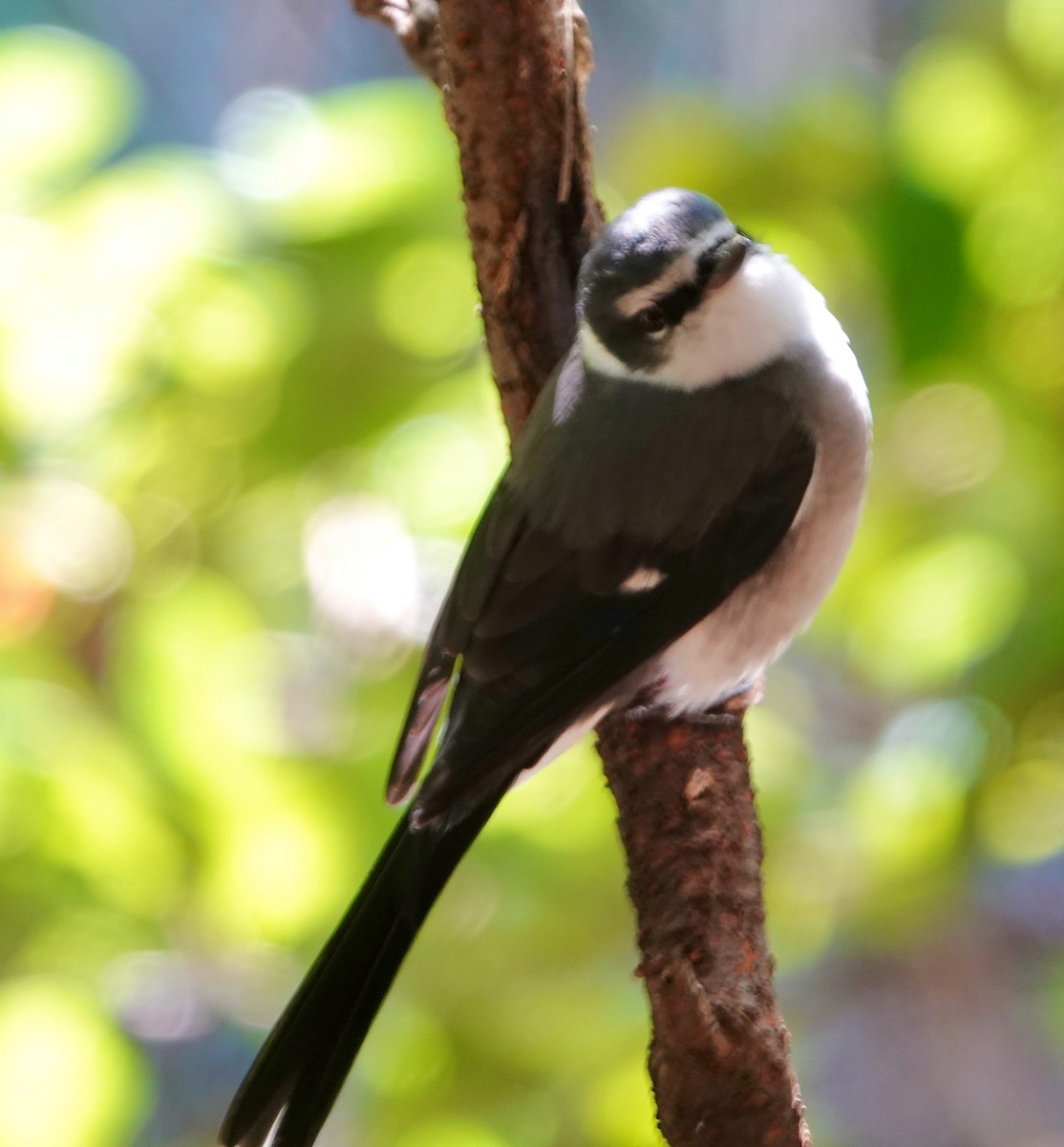 Ryukyu Minivet - ML632079372
