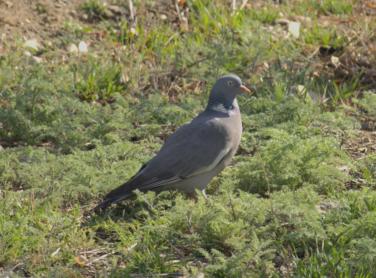 Common Wood-Pigeon - ML632079390