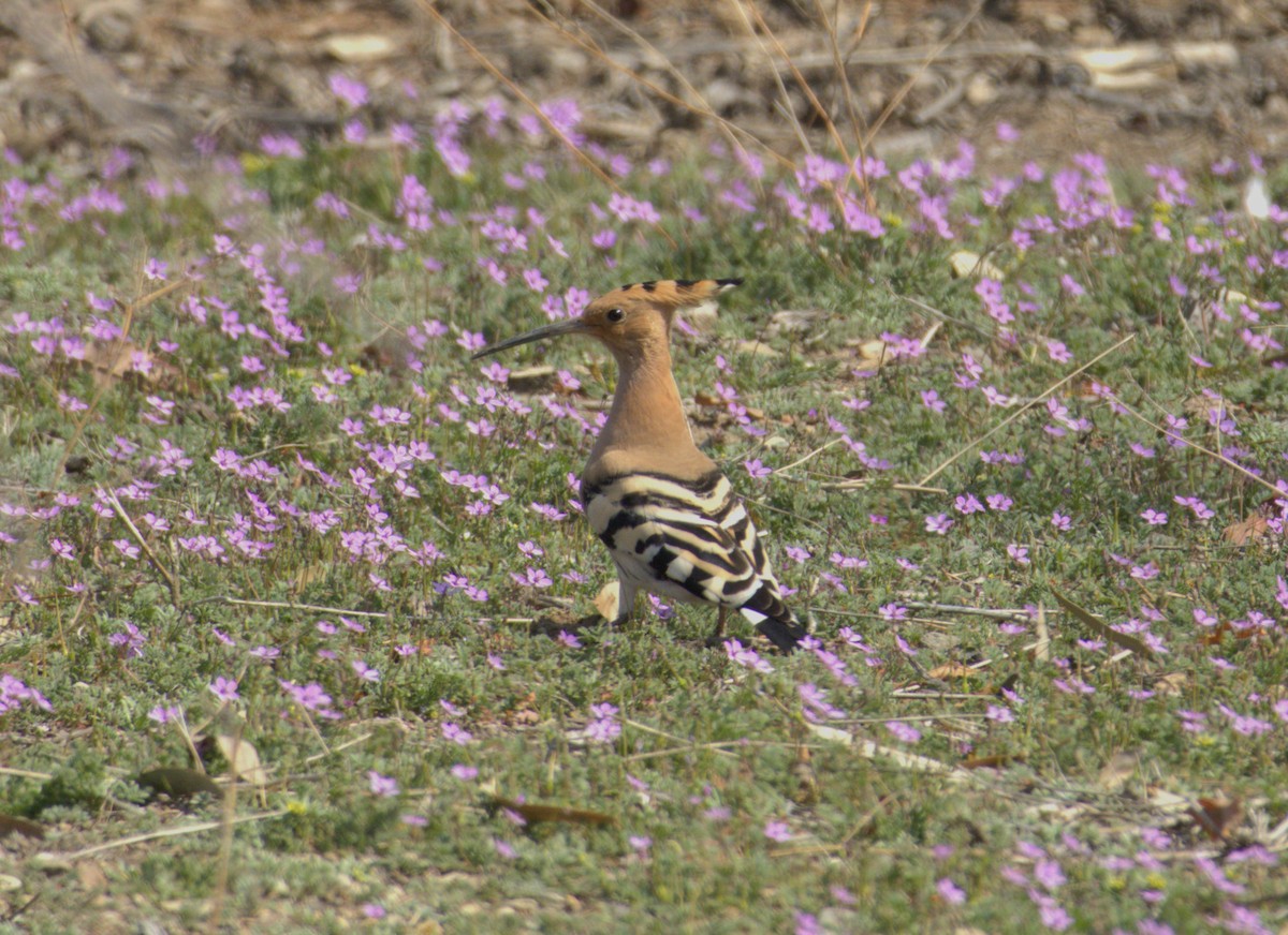 Common Hoopoe - ML632079391