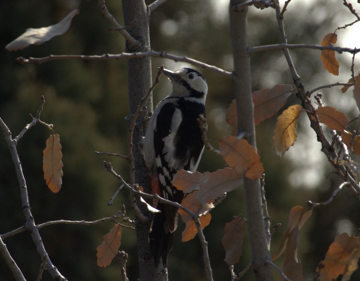 Syrian Woodpecker - ML632079401