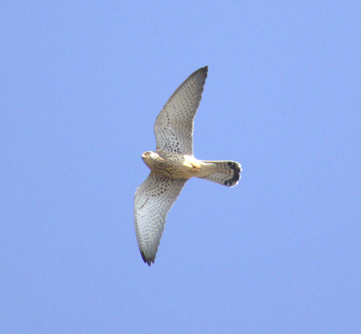 Lesser Kestrel - ML632079415
