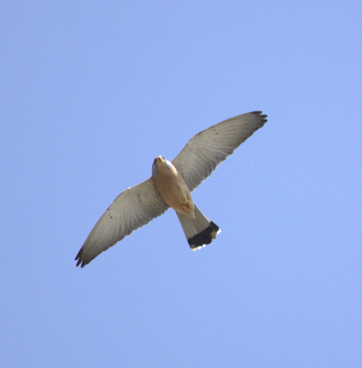 Lesser Kestrel - ML632079417