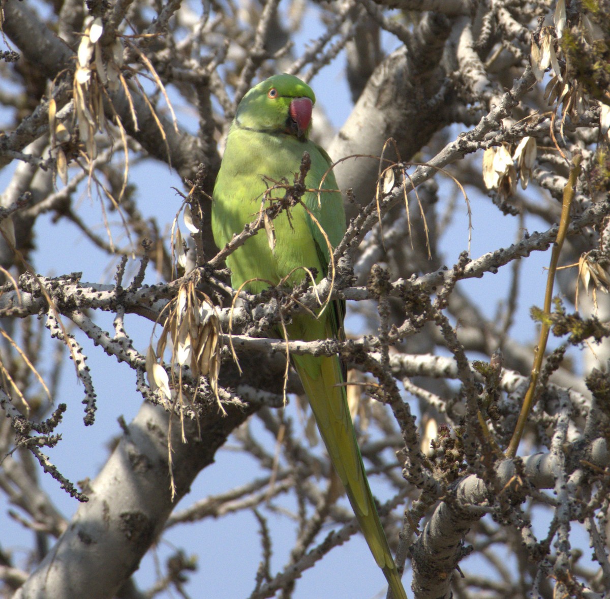 Rose-ringed Parakeet - ML632079432
