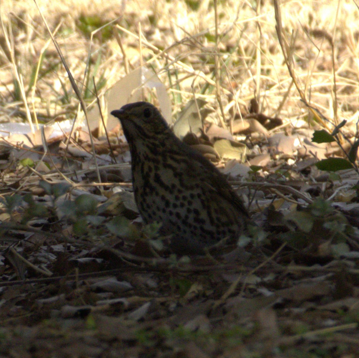 Song Thrush - ML632079443