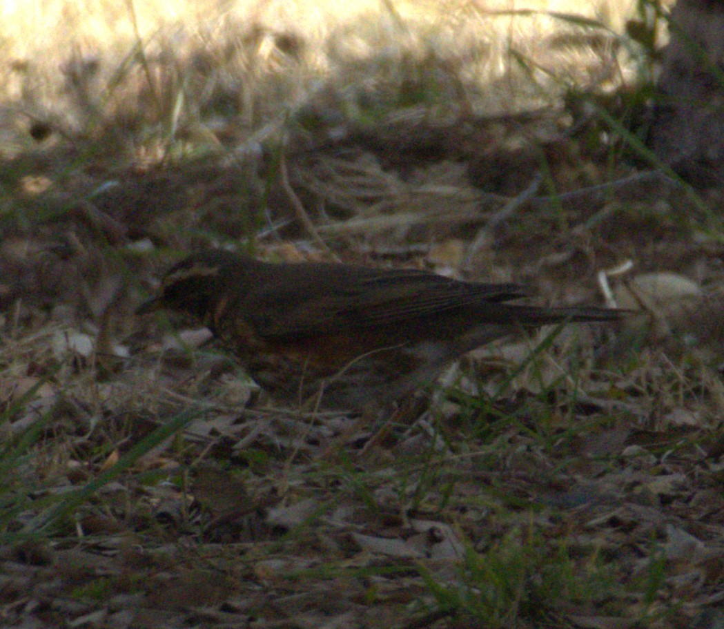 Redwing - ML632079453