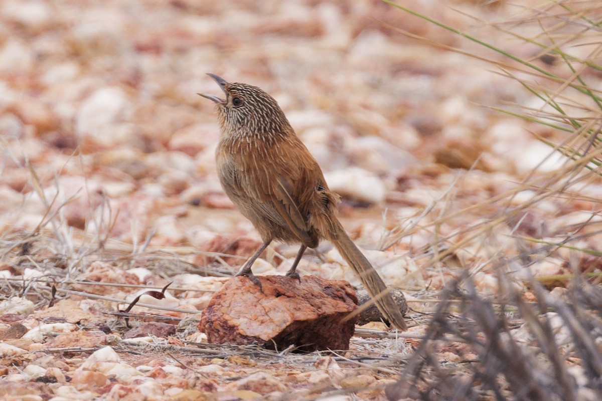 Dusky Grasswren - ML632079455