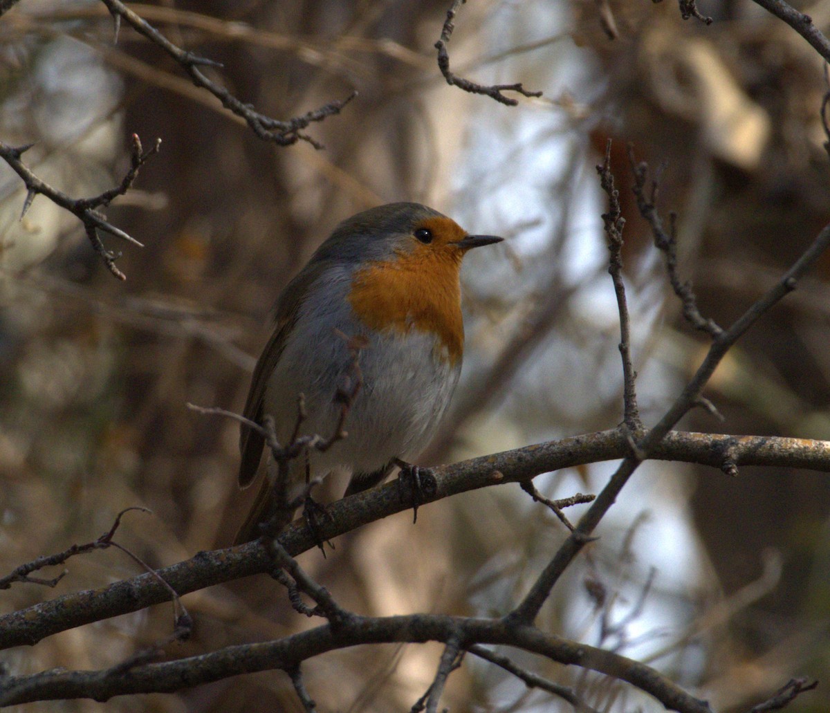 European Robin - ML632079481