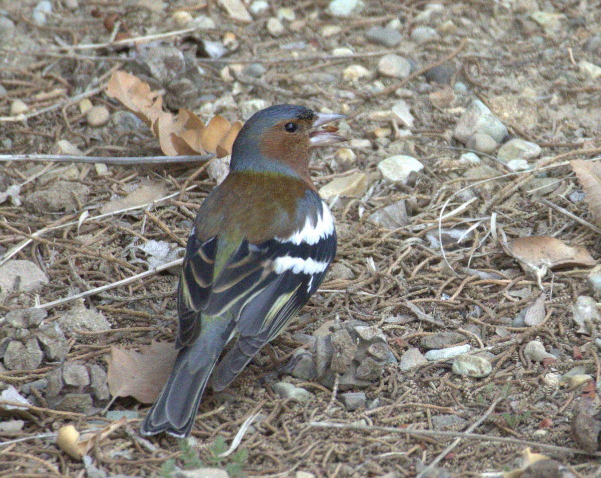 Common Chaffinch - ML632079482