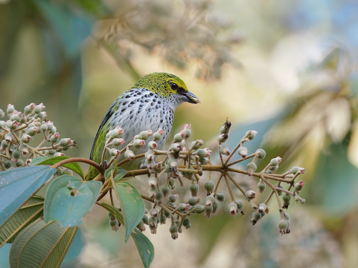 Speckled Tanager - ML632079490