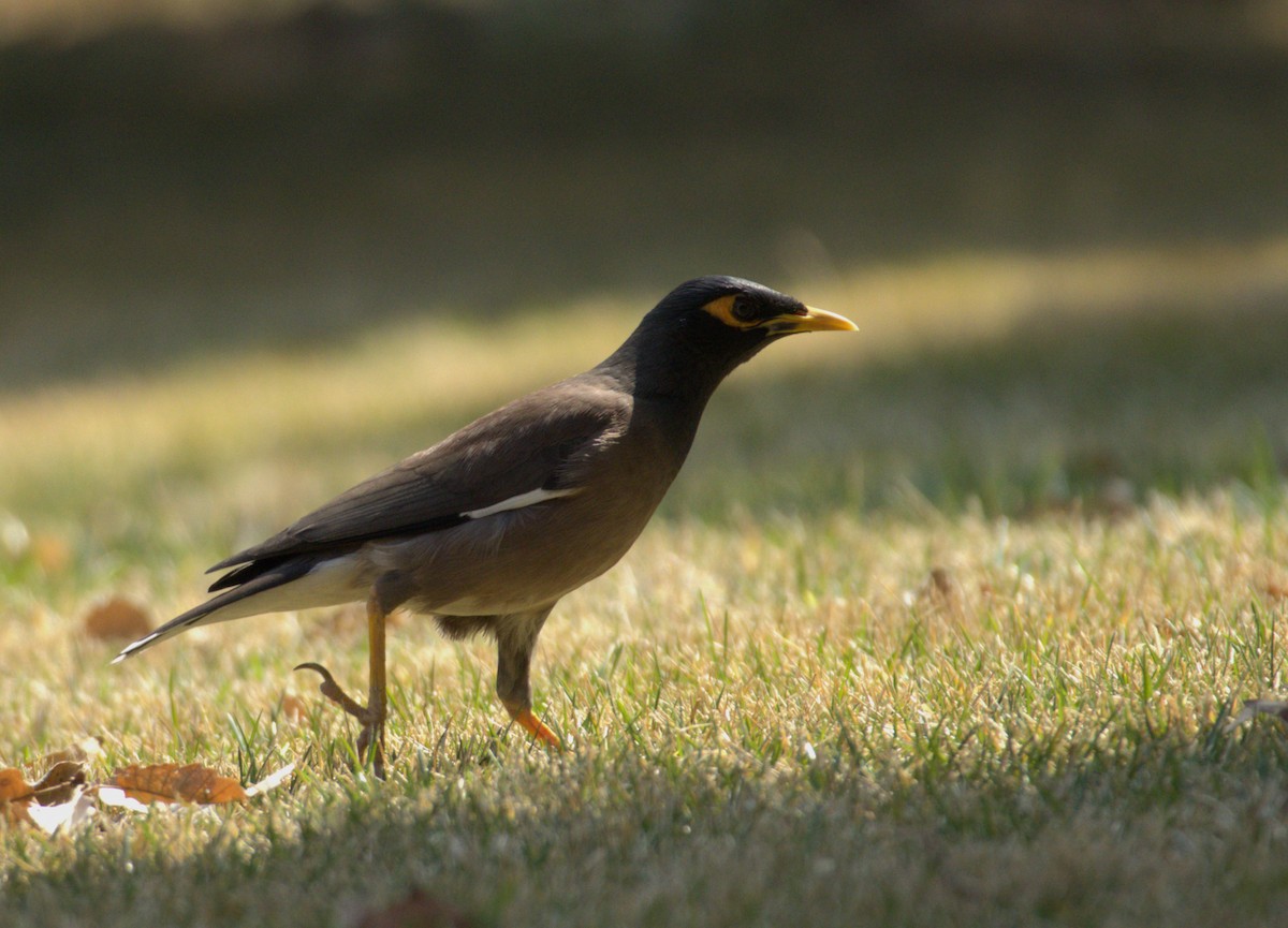 Common Myna - ML632079495