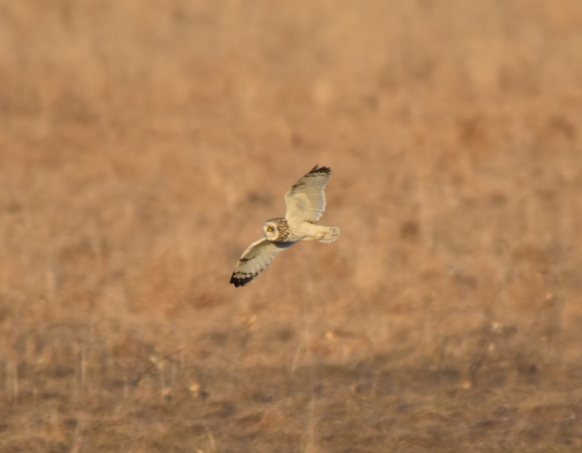 Gufo di palude - ML632079565