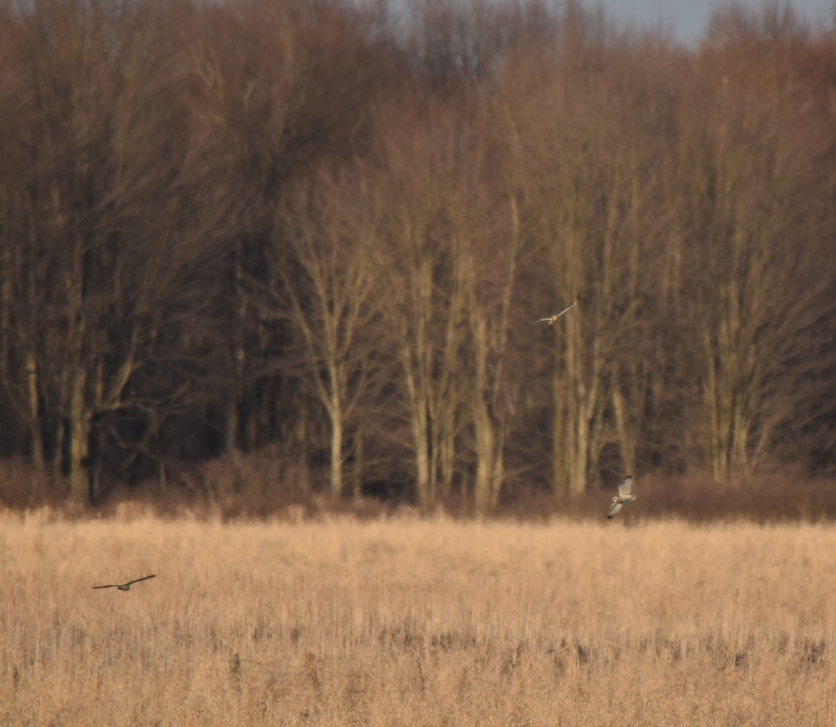 Gufo di palude - ML632079566