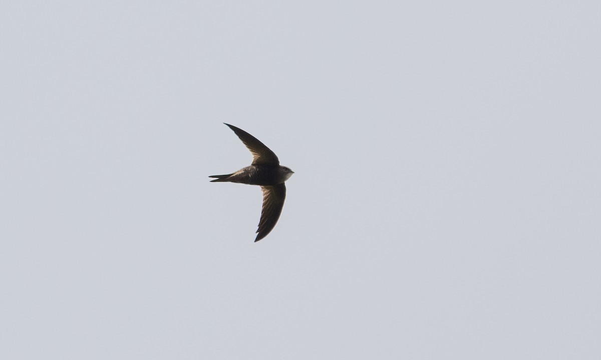 Mottled Swift - ML632079729