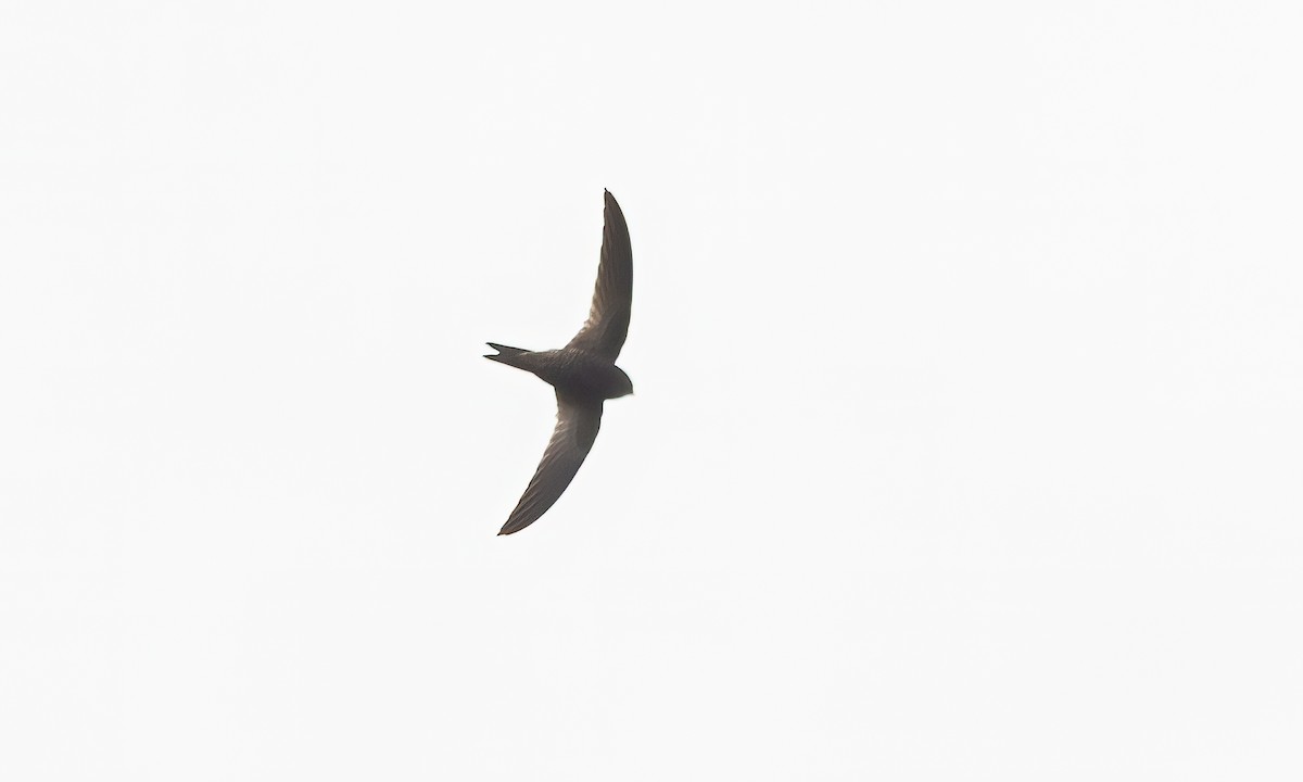 ミナミクロアマツバメ - ML632079744