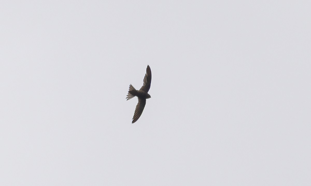 ミナミクロアマツバメ - ML632079746