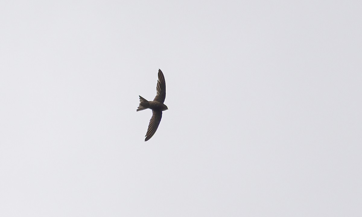 ミナミクロアマツバメ - ML632079748