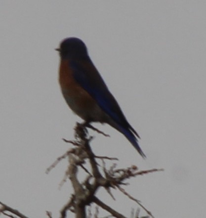 bluebird sp. - ML632079837
