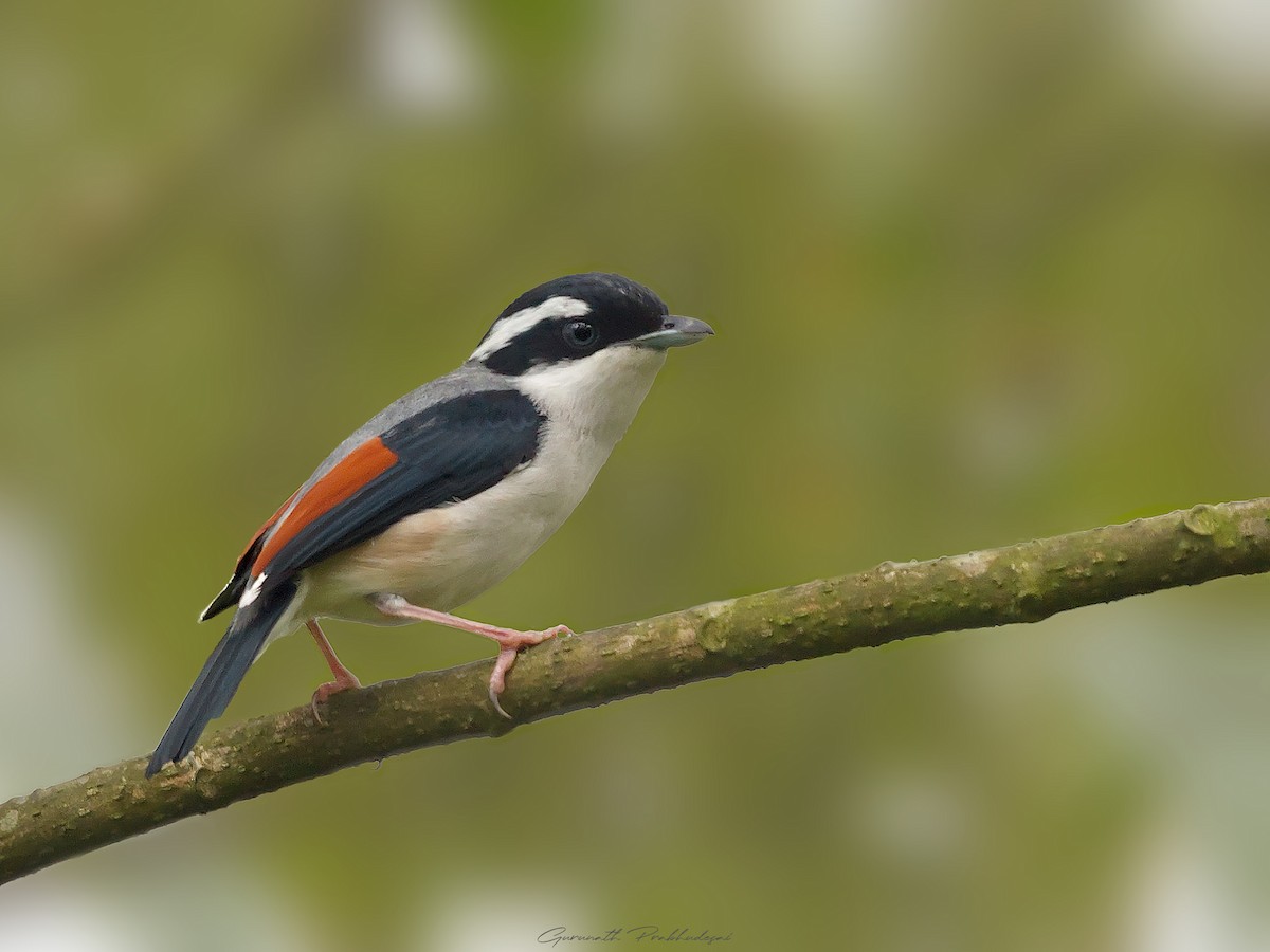 White-browed Shrike-Babbler - ML632079847