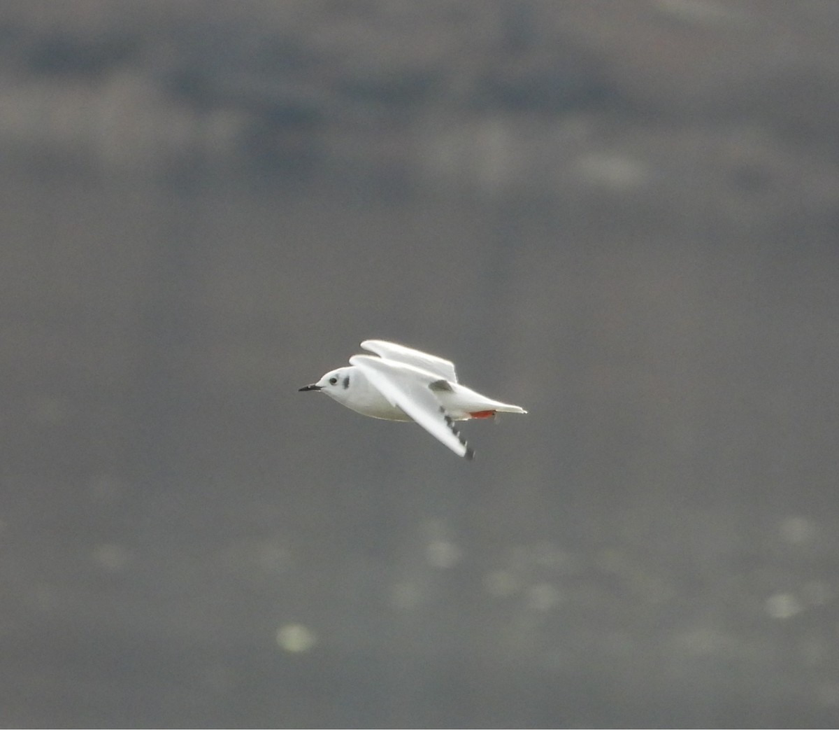 Bonaparte's Gull - ML632079910