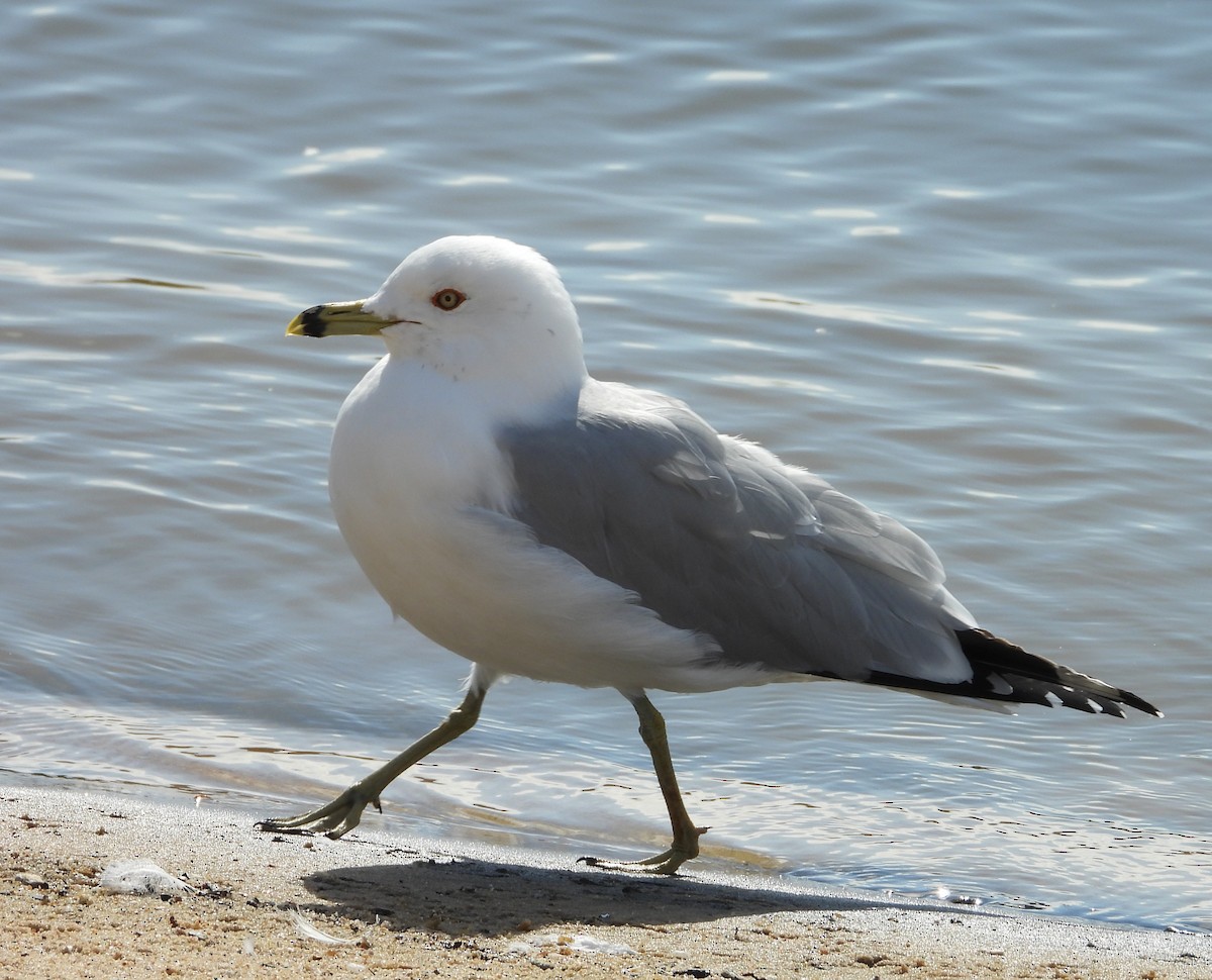 Ring-billed Gull - ML632079911