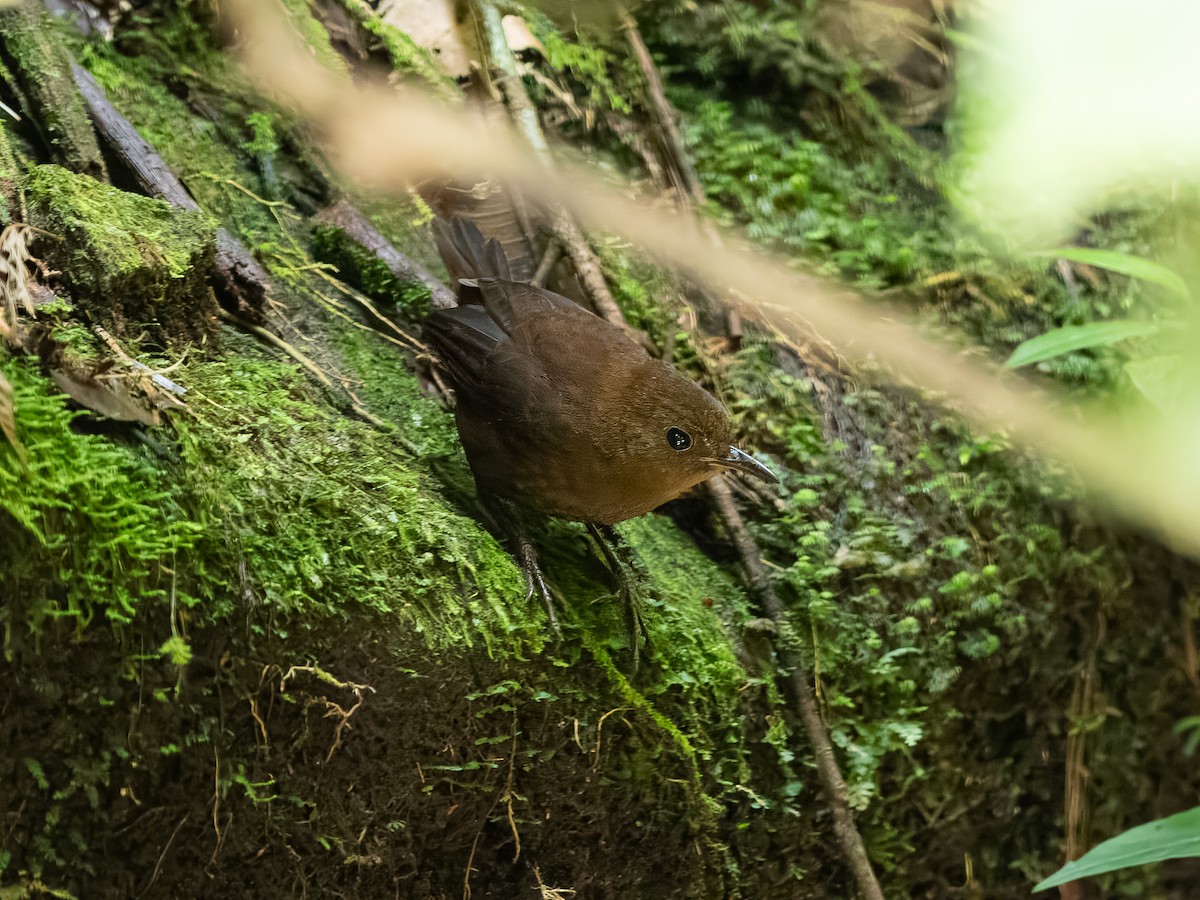 Flutist Wren - ML632079938