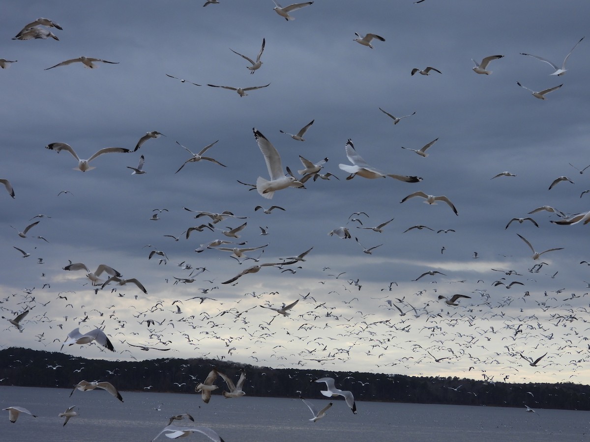 Ring-billed Gull - ML632079949
