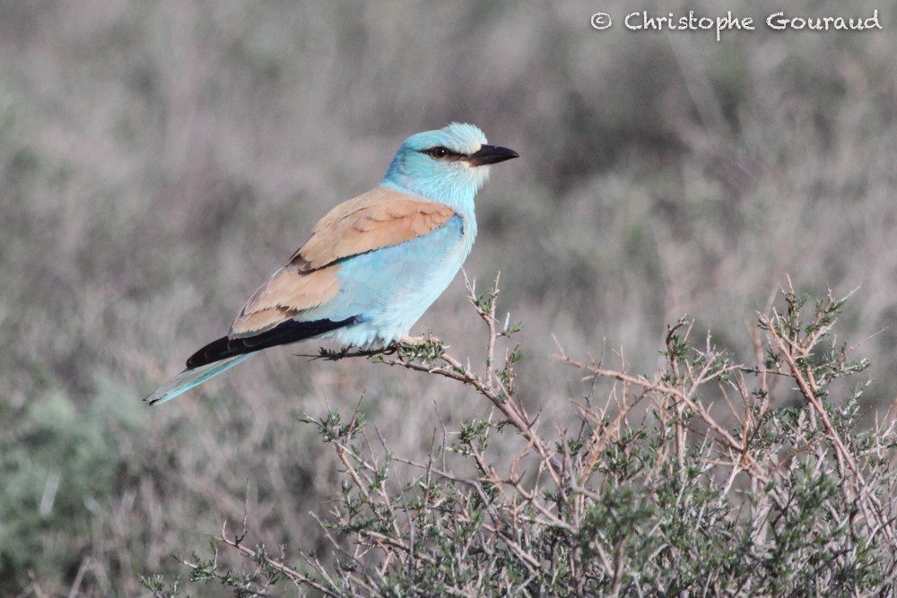 European Roller - ML63208011