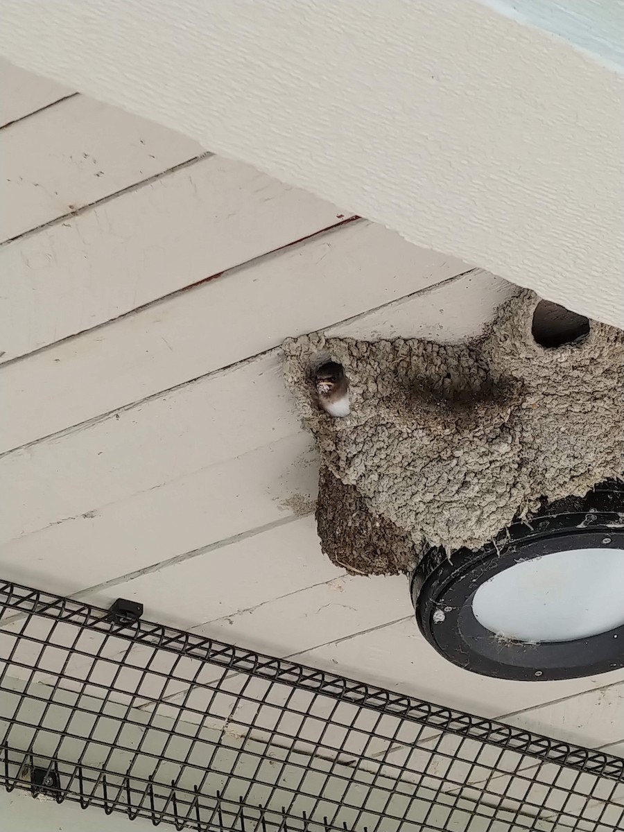 Cliff Swallow - ML632080116