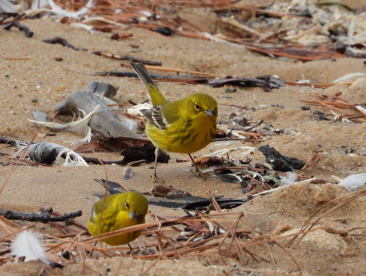 Pine Warbler - ML632080128