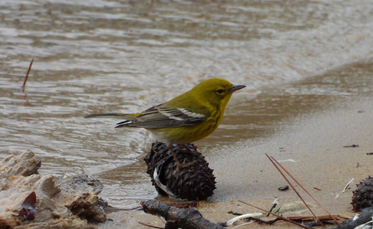 Pine Warbler - ML632080130
