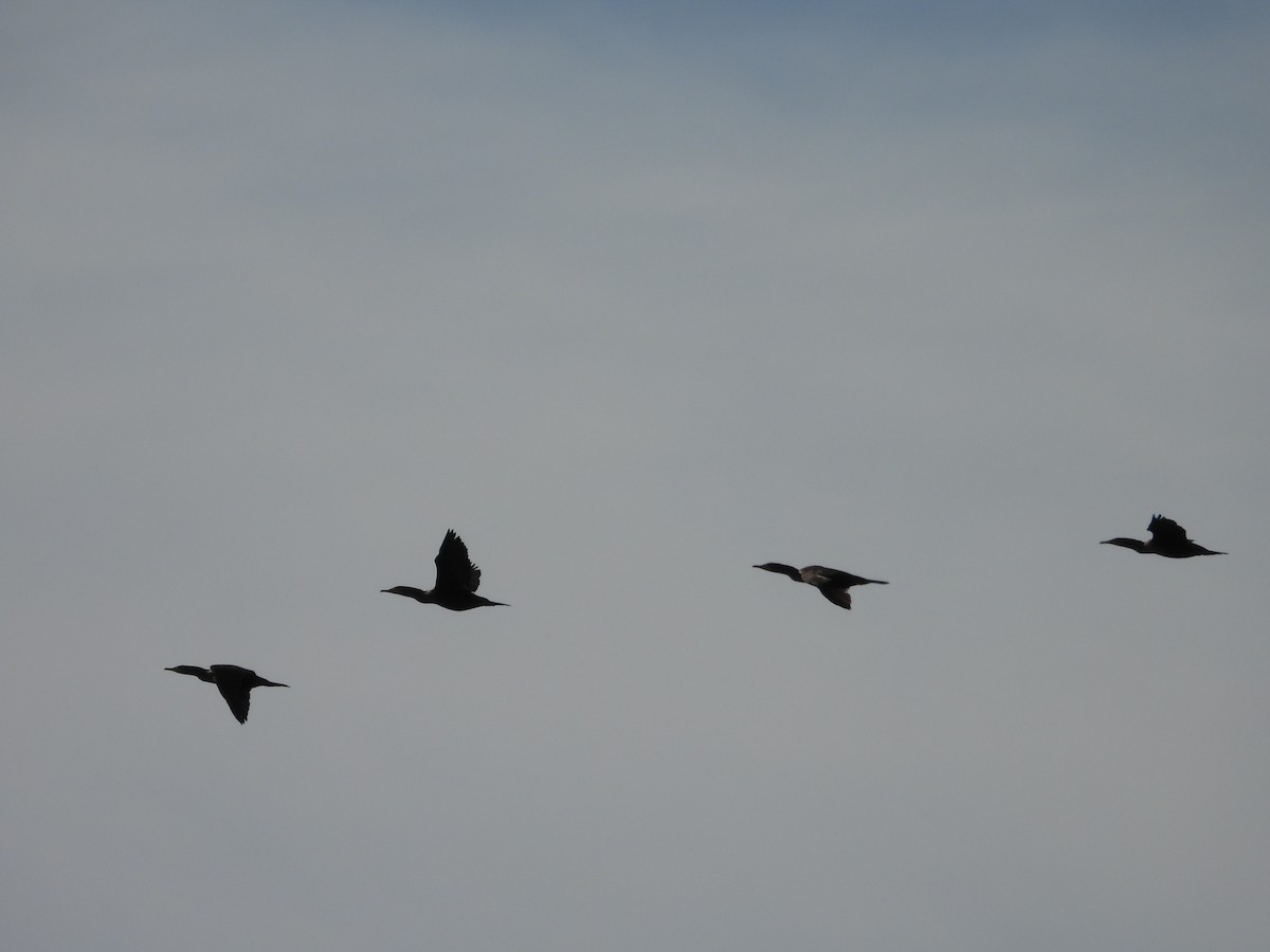 Double-crested Cormorant - ML632080157