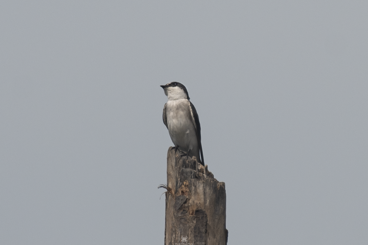 Mangrove Swallow - ML632080200