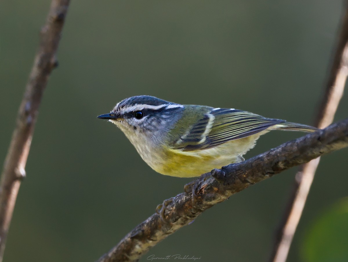Ashy-throated Warbler - ML632080317