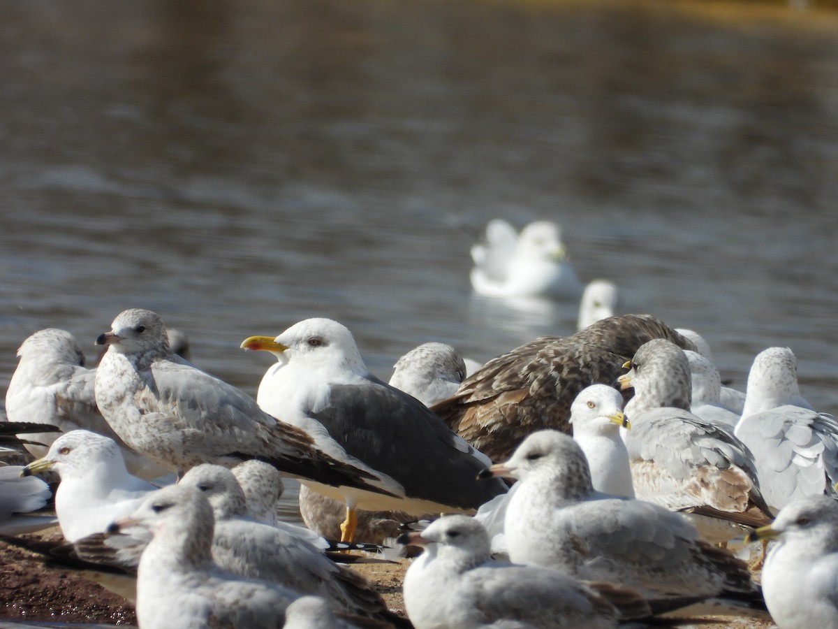 Lesser Black-backed Gull - ML632080333