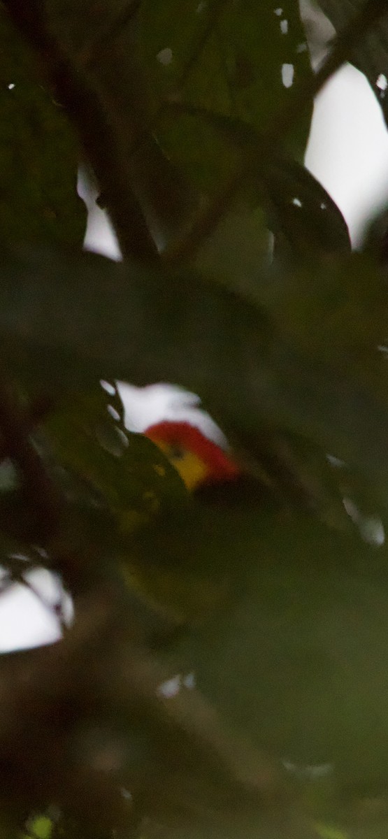 Wire-tailed Manakin - ML632080473