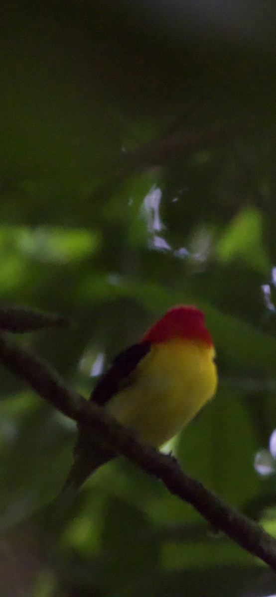 Wire-tailed Manakin - ML632080474