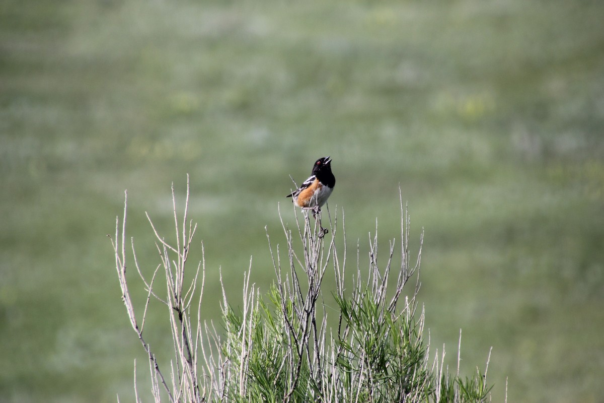 Spotted Towhee - ML632080527