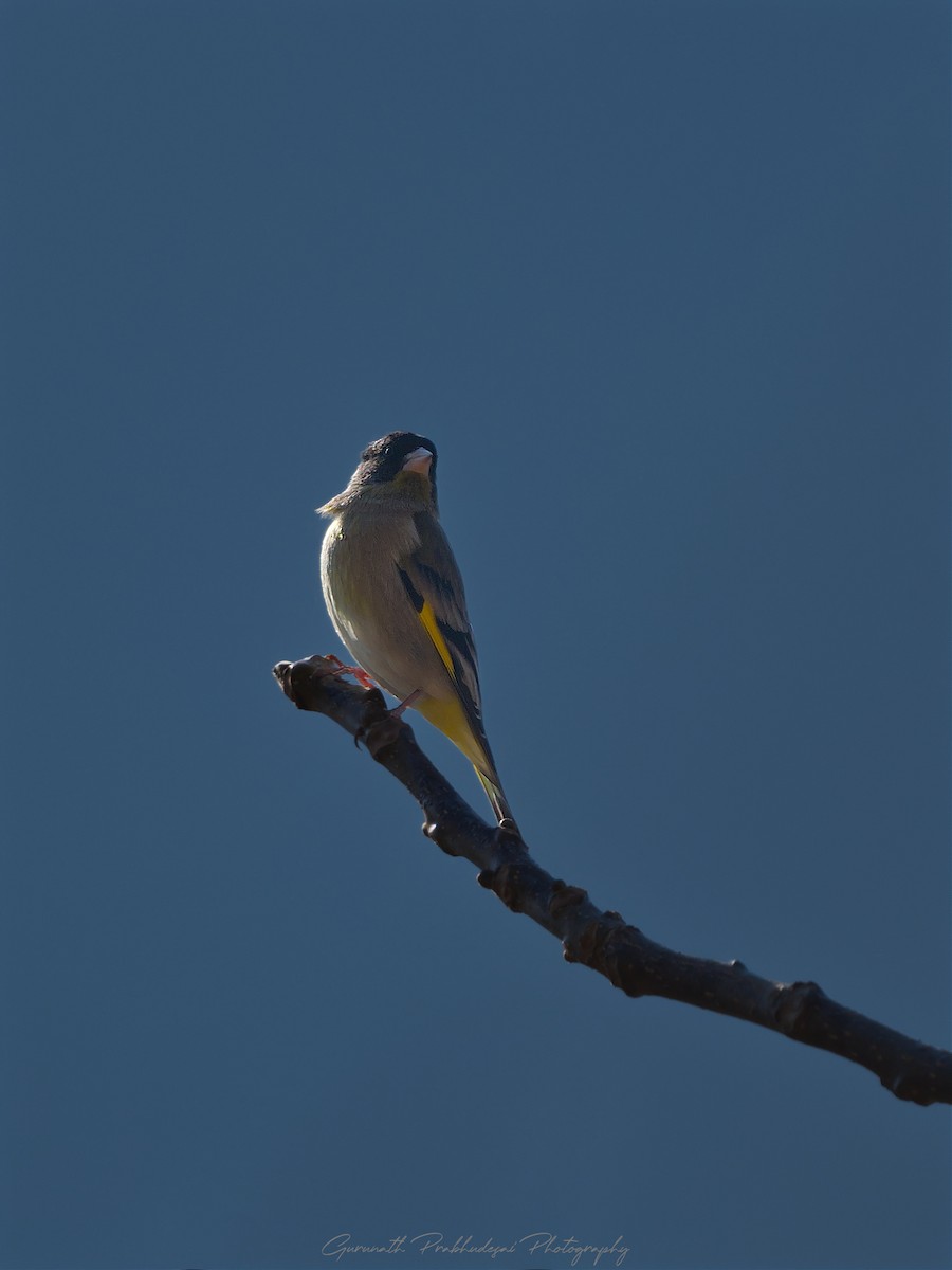 Black-headed Greenfinch - ML632080566