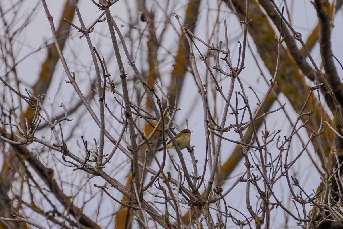 Common Chiffchaff - ML632080588