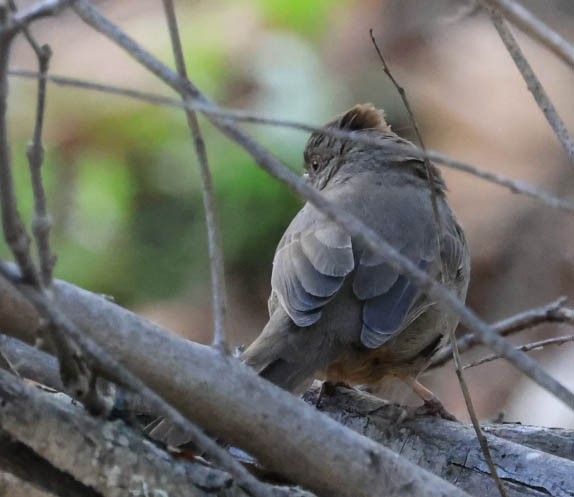 California Towhee - ML632080727