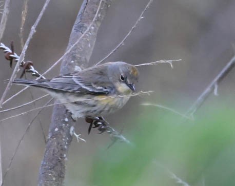 Yellow-rumped Warbler (Myrtle) - ML632080732