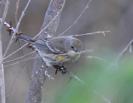 Yellow-rumped Warbler (Myrtle) - ML632080736