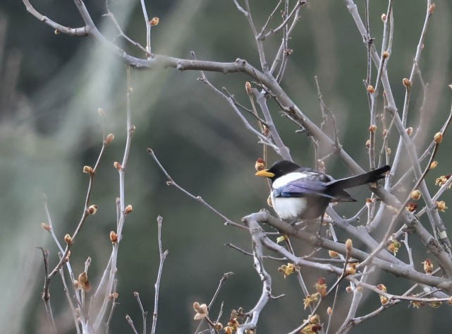 Yellow-billed Magpie - ML632080744