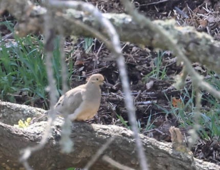 Mourning Dove - ML632080768