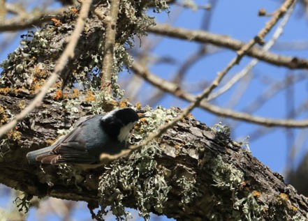 White-breasted Nuthatch - ML632080782