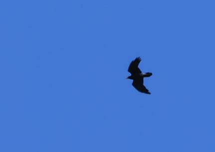 Common Raven - ML632080796